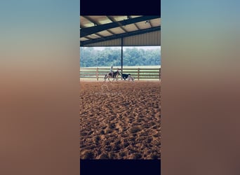 Pony of the Americas, Ruin, 5 Jaar, 99 cm, Buckskin