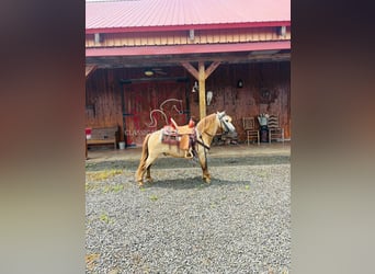 Pony of the Americas, Ruin, 5 Jaar, 99 cm, Buckskin