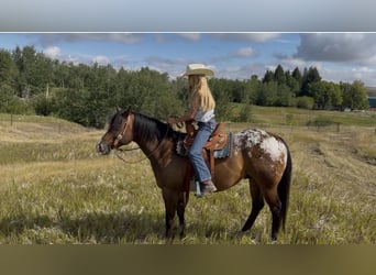 Pony of the Americas, Ruin, 5 Jaar, Roodbruin