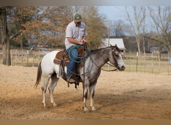 Pony of the Americas, Ruin, 6 Jaar, 137 cm, Roan-Red