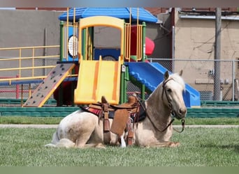 Pony of the Americas, Ruin, 7 Jaar, 124 cm