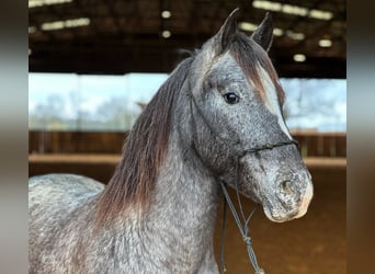 Pony of the Americas, Ruin, 7 Jaar, 140 cm, Schimmel