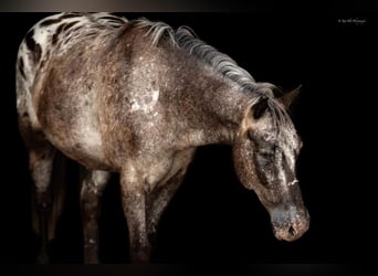 Pony of the Americas, Ruin, 8 Jaar, 137 cm, Schimmel