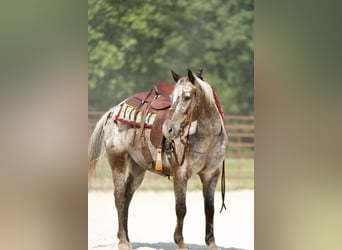Pony of the Americas, Ruin, 8 Jaar, 137 cm, Schimmel