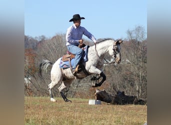 Pony of the Americas, Ruin, 8 Jaar, 145 cm, Schimmel