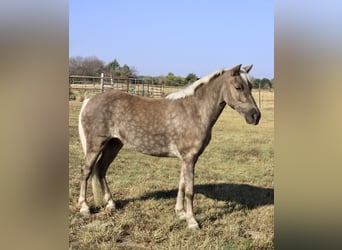 Pony of the Americas, Ruin, 9 Jaar, 112 cm, Schimmel