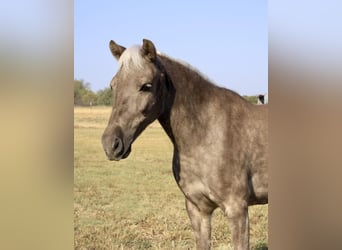 Pony of the Americas, Ruin, 9 Jaar, 112 cm, Schimmel