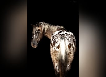 Pony of the Americas, Ruin, 9 Jaar, 137 cm, Schimmel