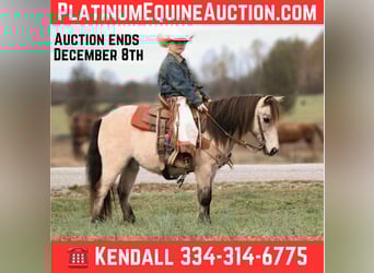 Pony of the Americas, Ruin, 9 Jaar, Buckskin