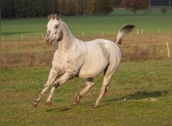 Pony of the Americas, Stallion, 18 years, 13.1 hh, Leopard-Piebald