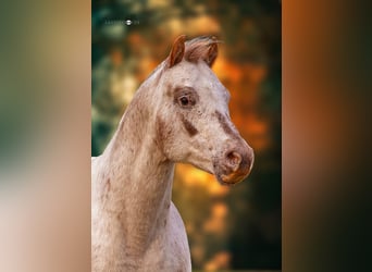 Pony of the Americas, Stallion, 18 years, 13.1 hh, Leopard-Piebald