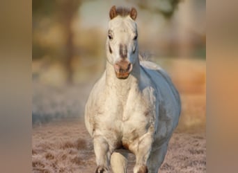 Pony of the Americas, Stallion, 18 years, 13.1 hh, Leopard-Piebald