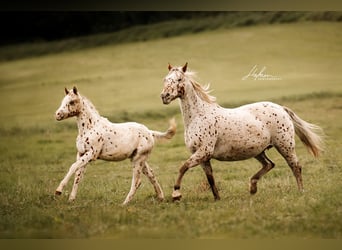 Pony of the Americas, Stallion, 1 year, 13.1 hh, Leopard-Piebald