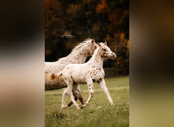 Pony of the Americas, Stallion, 1 year, 13.1 hh, Leopard-Piebald