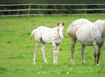Pony of the Americas, Stallion, 1 year, 13.1 hh, Leopard-Piebald