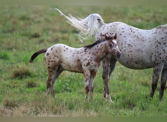 Pony of the Americas, Stallion, 1 year, 13,1 hh, Leopard-Piebald