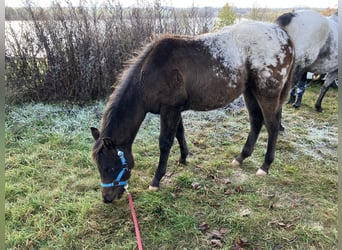 Pony of the Americas, Stallion, 1 year, 14.2 hh, Bay-Dark