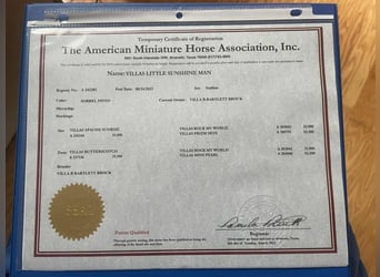 Pony of the Americas, Stallion, 1 year, 7 hh, Sorrel