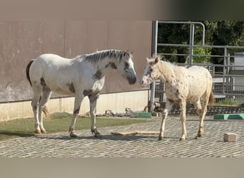 Pony of the Americas, Stallion, 3 years, 13.2 hh, Leopard-Piebald
