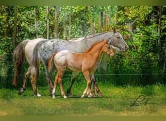 Pony of the Americas, Stallion, 3 years