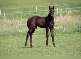 Pony of the Americas, Stallion, 3 years