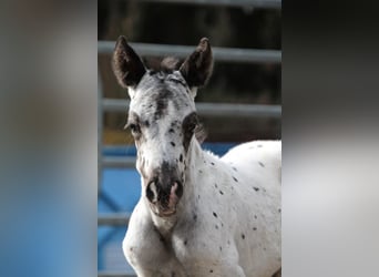 Pony of the Americas, Stallion, 3 years