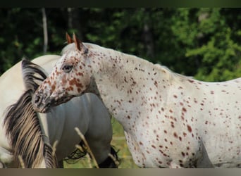 Pony of the Americas, Stallion, 3 years