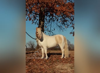 Pony of the Americas, Stallion, 8 years, 9 hh, Palomino