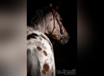 Pony of the Americas, Stallion, 24 years, 13.3 hh, Brown