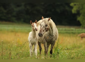 Pony of the Americas, Stallion, Foal (06/2025), 13,2 hh, Leopard-Piebald