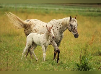 Pony of the Americas, Stallion, Foal (06/2025), 13,2 hh, Leopard-Piebald
