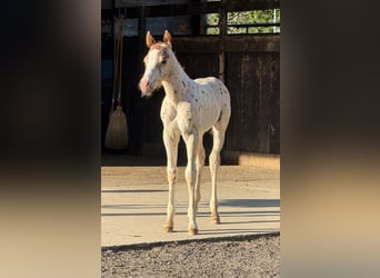 Pony of the Americas, Stallion, Foal (06/2025), 13,2 hh, Leopard-Piebald