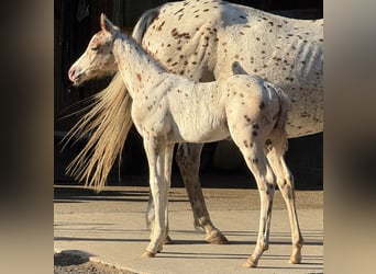 Pony of the Americas, Stallion, Foal (06/2025), 13,2 hh, Leopard-Piebald