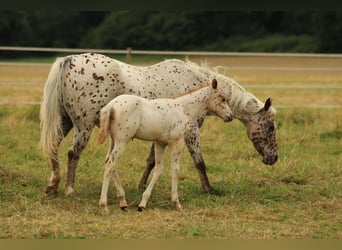 Pony of the Americas, Stallion, Foal (06/2025), 13,2 hh, Leopard-Piebald