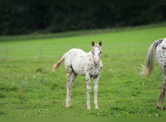 Pony of the Americas, Stallion, Foal (06/2025), 13,2 hh, Leopard-Piebald
