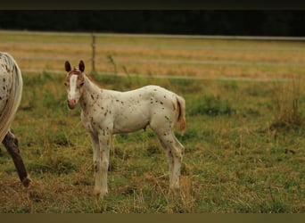 Pony of the Americas, Stallion, Foal (06/2025), 13,2 hh, Leopard-Piebald