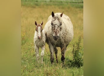 Pony of the Americas, Stallion, Foal (06/2025), 13,2 hh, Leopard-Piebald