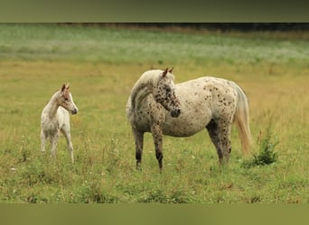 Pony of the Americas, Stallion, Foal (06/2025), 13,2 hh, Leopard-Piebald