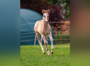 Pony of the Americas, Stallion, Foal (01/2026), 14.1 hh, Red Dun