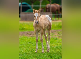 Pony of the Americas, Stallion, Foal (01/2026), 14.1 hh, Red Dun