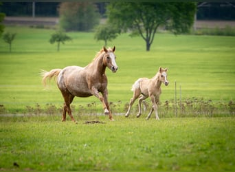 Pony of the Americas, Stallion, Foal (01/2026), 14.1 hh, Red Dun