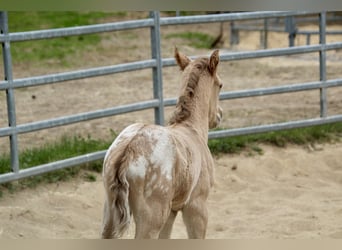 Pony of the Americas, Stallion, Foal (01/2026), 14.1 hh, Red Dun