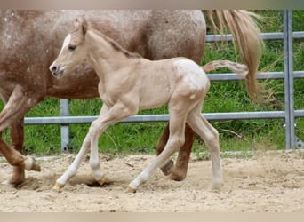 Pony of the Americas, Stallion, Foal (01/2026), 14,1 hh, Red Dun