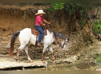 Pony of the Americas, Stute, 11 Jahre
