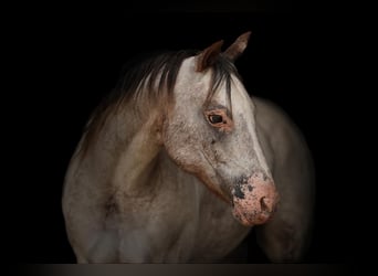 Pony of the Americas, Stute, 11 Jahre