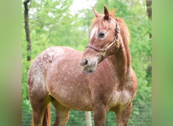 Pony of the Americas, Stute, 12 Jahre, 132 cm, Dunkelfuchs