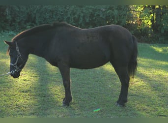 Pony of the Americas Mix, Stute, 16 Jahre, 122 cm, Dunkelbrauner