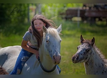 Pony of the Americas, Stute, 1 Jahr, 140 cm, Rappe Pony of the Americas, Stute, 1 Jahr, 140 cm, Rappe