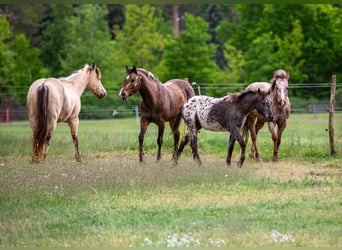 Pony of the Americas, Stute, 1 Jahr, 140 cm, Rappe Pony of the Americas, Stute, 1 Jahr, 140 cm, Rappe