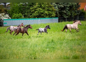Pony of the Americas, Stute, 1 Jahr, 140 cm, Rappe Pony of the Americas, Stute, 1 Jahr, 140 cm, Rappe